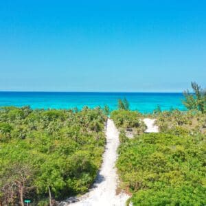 Bahamas: Silver Palms